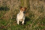 JACK RUSSEL 333